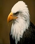 pic for Bald Eagle